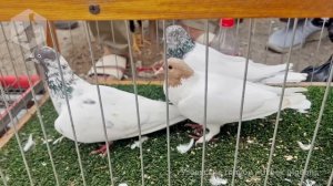 Птичий рынок г. Ташкент - ГОЛУБИ (23.07.2022) / Uzbek Pigeons / Usbekische tauben