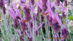 Лаванда широколистная Хелмсдейл (lavandula) ? Хелмсдейл обзор: как сажать, саженцы лаванды Хелмсдей