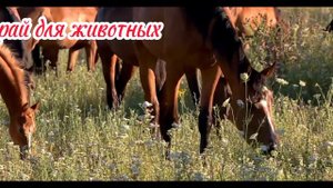 Смешные моменты домашних животных: коровы, лошади, собаки, кошки, бараны - часть 25