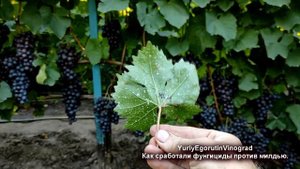 ? Чем я победил МИЛДЬЮ на ВИНОГРАДЕ? 100% результат от ЭТИХ простых ФУНГИЦИДОВ. Как они сработали?