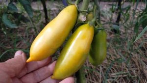 Пальмира! Полный обзор томата