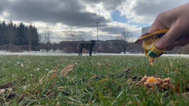 Помощь бездомным животным / Challenge добрых дел смотреть онлайн