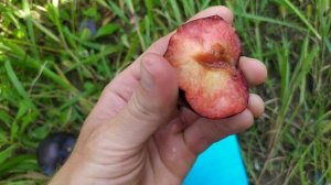 Слива Фриар