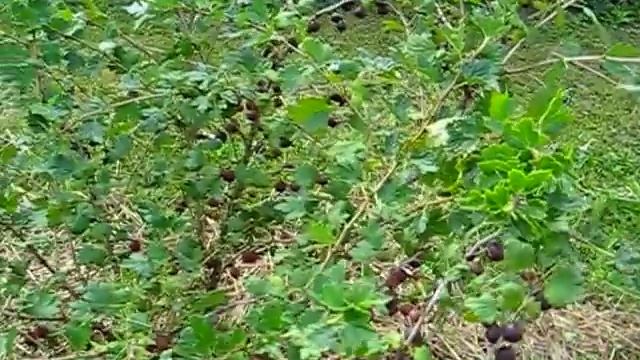 БЕЗШИПЫЙ КРЫЖОВНИК КАПТИВАТОР. ЯГОДЫ В НАШЕМ САДУ . смотреть онлайн