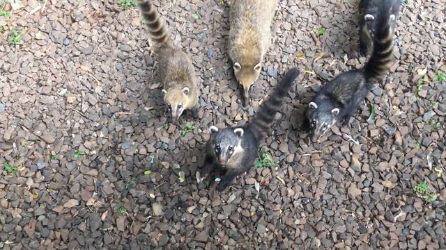 Вдопады Игуасу. Аргентинская сторона .Коати провожают поезд.2016 июнь.6 смотреть онлайн