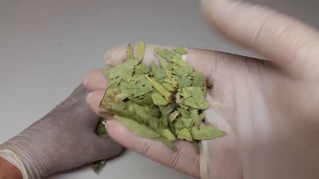 Сенна - польза и применение Сенны (Кассия)