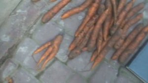 морковь сорта Dordon