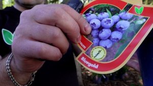 Голубика «Блюголд», ориг. название «Bluegold»