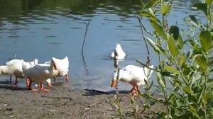 Коп с Минелаб(Сафари).  Часть 7.