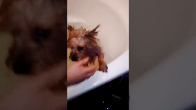 как правильно мыть собаку смотреть онлайн