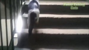 Говорящие коты! 🐱Лучшая подборка №16😻