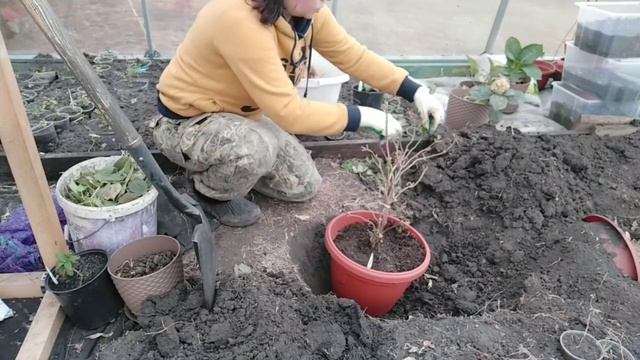 Зимовка крупнолистной гортензии в теплице. Зимовка гортензии. Крупнолистные гортензии зимой.