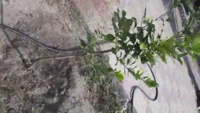 Как правильно поливать лимоны в парнике. смотреть онлайн