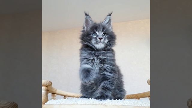 Кардинал (Divokun Kardinal) 6 недель. Котик Мейн-кун голубой мраморный смотреть онлайн