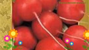 Редис Дуро (Редис Duro). Краткий обзор: Редис Дуро описание характеристик, где купить семена Duro