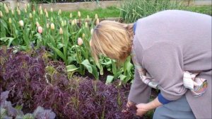 How to pick a homegrown salad