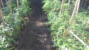 ЛИСТОВЫЕ ПОДКОРМКИ ТОМАТОВ - ЭТО НУЖНО ЗНАТЬ. Ольга Чернова.