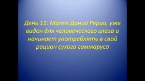 Выращивание малька Данио Рерио, от А до Я.