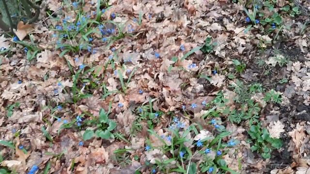 Приглашаю на прогулку!/Веприцкий хутор/пролески смотреть онлайн