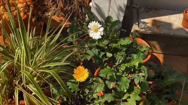 ജെർബെറയിൽ നിറയെ വലിയ പൂക്കൾ ഉണ്ടാകാൻ || Gerbera Plant Flowering Tips... смотреть онлайн