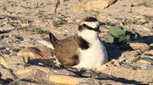 Зуёк морской • Пісочник морський • Kentish plover • Charadrius alexandrinus