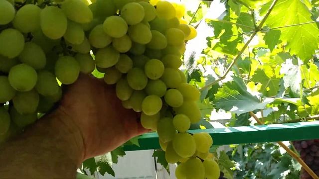 Виноград Плевен смотреть онлайн