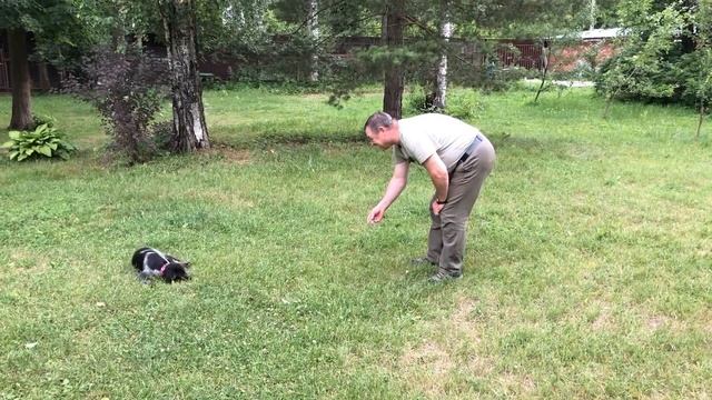 С чего начинается дрессировка щенка? смотреть онлайн