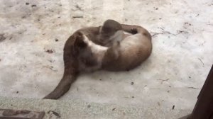 Выдры играют