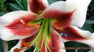 Лилия от-гибрид Лесли Вудрифф ? обзор: как сажать, луковицы лилии Лесли Вудрифф