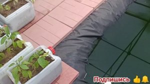 Строительство аквапоники (биоплато) в теплице с прудом. УЗВ для пруда. карпы кои. аэрация. koi fish