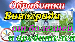 Обработка винограда от болезней и вредителей.Таблица совместимости пестицидов и фунгицидов.mp4
