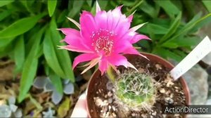 Ехинопсис-Гибрид с Франции Расцвел!❣️ Echinopsis hybrid blooming