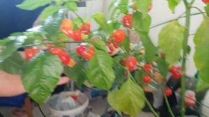 Плодоношение красного перца Хабанеро Habanero