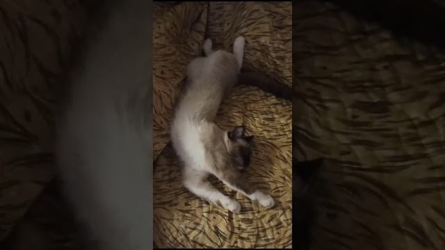 Жизнь у котика удалась