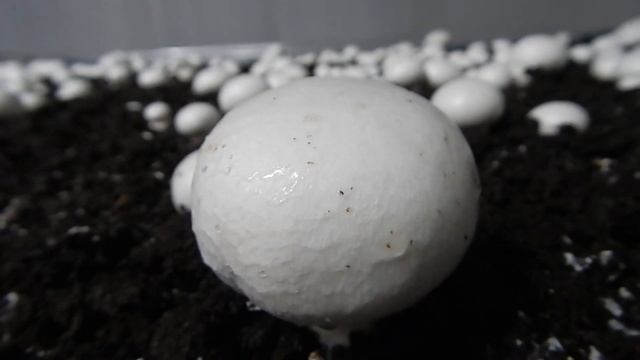 Как и куда продать? Шампиньоны как бизнес. Грибы, выращивание смотреть онлайн