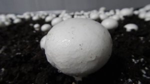 Как и куда продать? Шампиньоны как бизнес. Грибы, выращивание