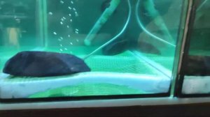 Нерест Тернеции...