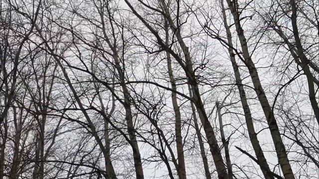 ДВА ТРОФЕЯ ЗА ДЕНЬ/ ДОБЫЛИ КУНИЦУ И ЗАЙЦА/ ОХОТА С ЛАЙКОЙ/ смотреть онлайн