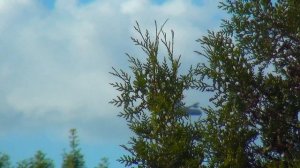 г.Геленджик (Тонкий мыс), гостевой дом «Жемчужина мыса»