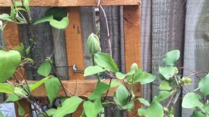 MRS M'S SCRAPBOOK - My Tiny Urban Cottage Garden (April 2020)