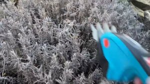 ВЕСЕННЯЯ обрезка Лаванды ?Тестирую аккумуляторные ножницы Gardena