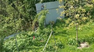 почему пчёлы выкидывают из джентора яйца  после отсадки матки.