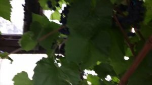 ВЫРАЩИВАНИЕ ВИНОГРАДА НА ЮЖНОМ УРАЛЕ