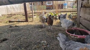 Кормление кур летом. Мои корректировки.