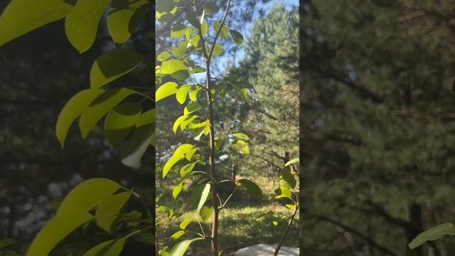 Привет, бабуль! Прививка на дикую грушу сорта лада #, shorts