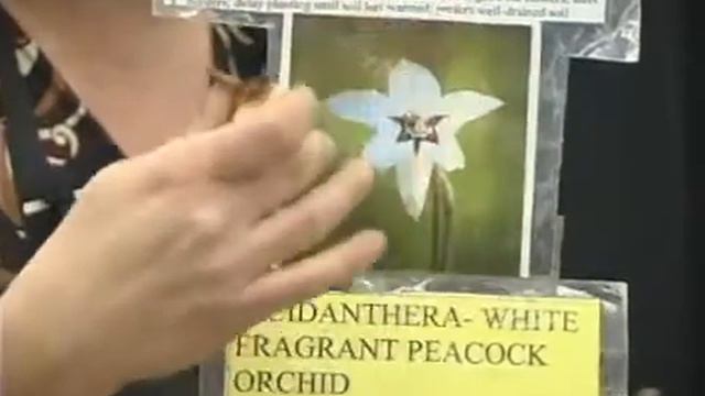 Gladiolus Murielae Exotic Flower Bulbs смотреть онлайн