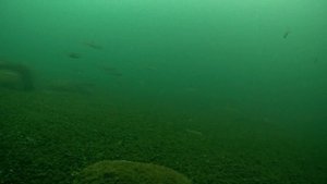 РЫБАЛКА ПОДВОДНЫЕ съёмки на озере Тургояк ВЕТЕР наш ВРАГ или друг?