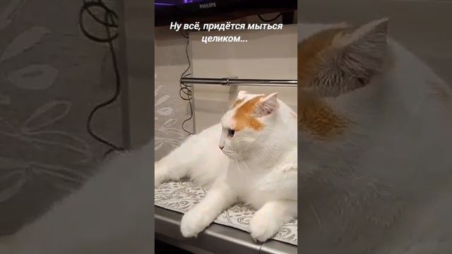 юмор позитив