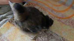 кормление слётка сойки