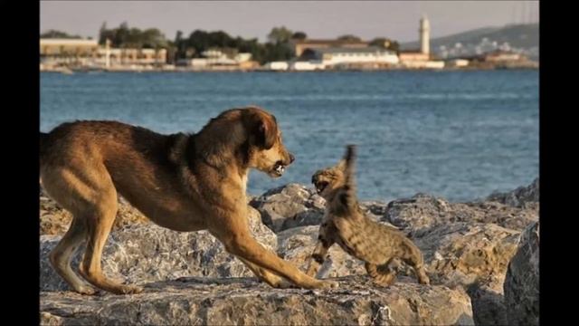 собака бывает кусачей (монтаж Дмитрия Белова-Леонтьева) смотреть онлайн